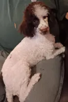 Choco party male  toy/mini poodle, a male Poodle - Toy  for sale in Kendallville, IN – 2 of 3