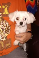 Boomer, a male Maltese for sale in Kendallville, IN – Photo 1 of 2