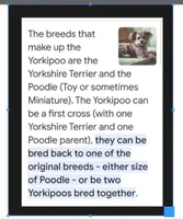 Cupcake..best offer , a female Yorkshire Terrier and Poodle - Toy  for sale in Kendallville, IN – 3 of 4
