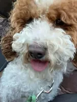 Lulu red party no papers.not spaded., a female Poodle - Toy  for sale in Kendallville, IN – 2 of 2