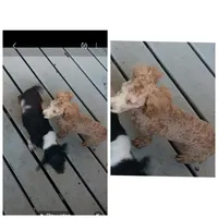 Mask not neautered, a male Poodle - Toy  for sale in Kendallville, IN – 3 of 3