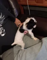 Party girl *vet check* 2pd 10oz, a female Poodle - Toy  for sale in Kendallville, IN – Photo 2 of 2