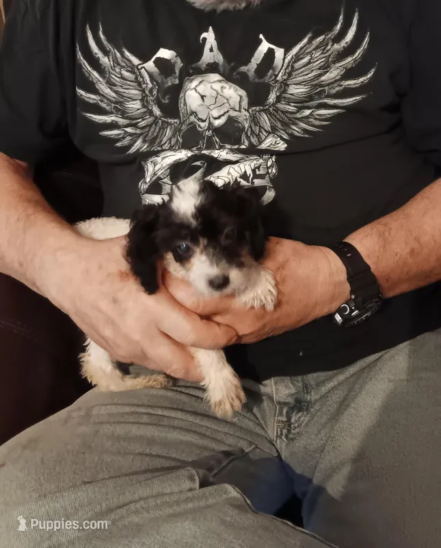 Party girl *vet check* 2pd 10oz – Poodle - Toy  puppy for sale in Kendallville, IN