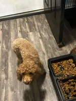 Sophia ( bleeding cycle 4 days ready soon), a female Poodle - Toy  for sale in Kendallville, IN – 2 of 4
