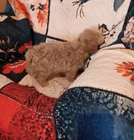 Rock  (red boy), a male Poodle - Toy  for sale in Kendallville, IN – 3 of 4