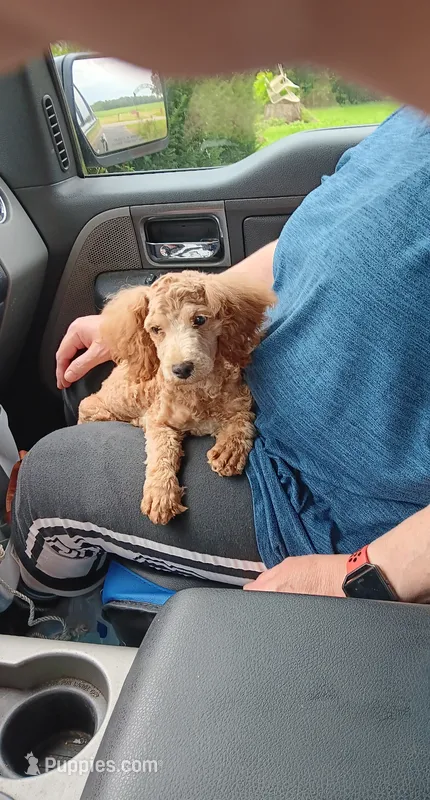 Mask (not neautered) – Poodle - Toy  puppy for sale in Kendallville, IN