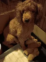 Sophia ( bleeding cycle 4 days ready soon), a female Poodle - Toy  for sale in Kendallville, IN – 4 of 4