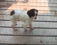 Choco (( 2 testicals no papers)), a male Poodle - Miniature  for sale in Kendallville, IN – 3 of 5