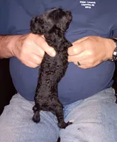 Peaches tuxcedo *vet checked* 1pd 6  oz, a female Poodle - Toy  for sale in Kendallville, IN – Photo 3 of 4
