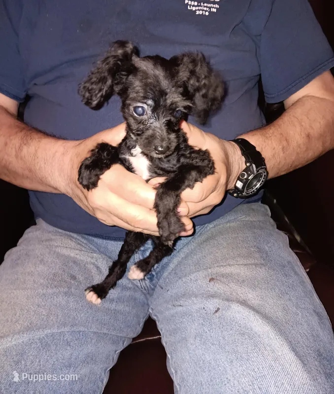 Peaches tuxcedo *vet checked* 1pd 6  oz – Poodle - Toy  puppy for sale in Kendallville, IN