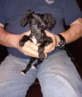 Peaches tuxcedo *vet checked* 1pd 6  oz, a female Poodle - Toy  for sale in Kendallville, IN – Photo 1 of 4