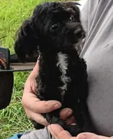 Peaches , a female Poodle - Toy  for sale in Kendallville, IN – 1 of 2