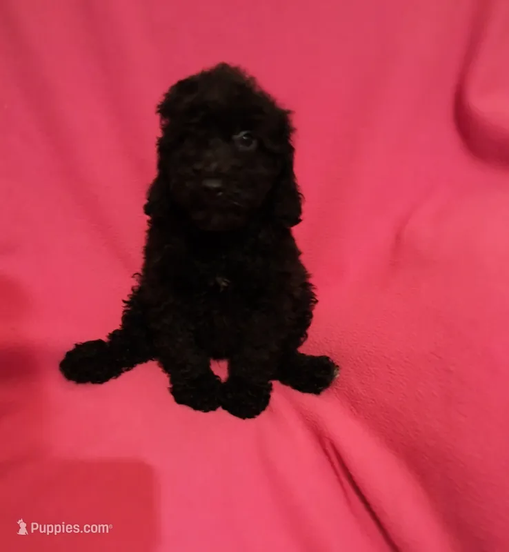 Booger  – Poodle - Toy  puppy for sale in Kendallville, IN