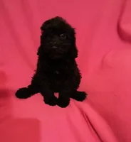Booger , a male Poodle - Toy  for sale in Kendallville, IN – 1 of 2