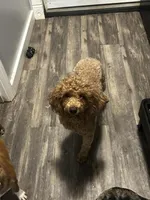 Sophia red no papers.not spaded., a female Poodle - Toy  for sale in Kendallville, IN – 2 of 3