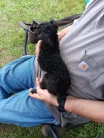 Peaches tuxcedo *vet checked* 5 pd.( not spaded.), a female Poodle - Toy  for sale in Kendallville, IN – 5 of 7