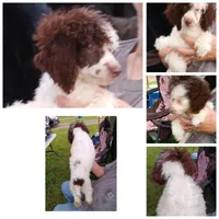 Buba, a male Poodle - Toy  for sale in South Milford, IN – 3 of 3