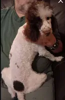 Chocolate  not neautered  toy/mini, a male Poodle - Toy  for sale in Kendallville, IN – 6 of 6