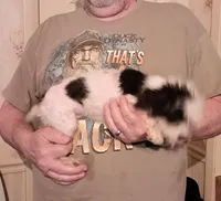 Cupcake..no less, a female Yorkshire Terrier and Poodle - Toy  for sale in Kendallville, IN – 8 of 9