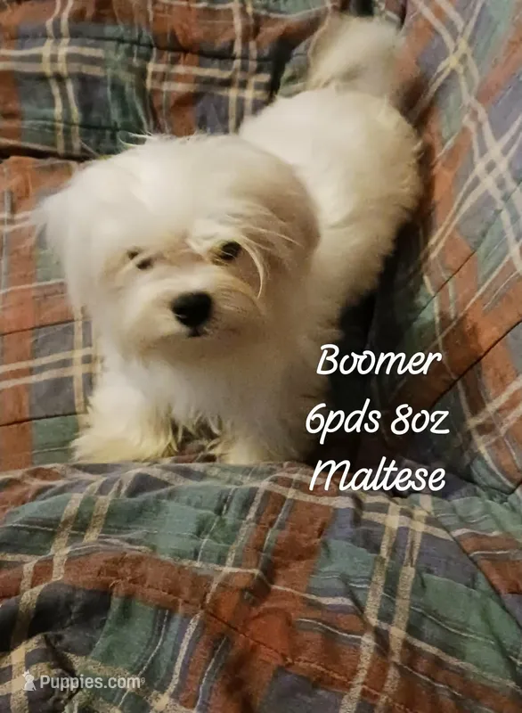 Bamer is proven – Maltese puppy for sale in Kendallville, IN