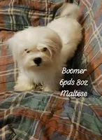 Bamer is proven, a male Maltese for sale in Kendallville, IN – 1 of 1