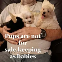 Cupcake..has beautiful pups.., a female Yorkshire Terrier and Poodle - Toy  for sale in Kendallville, IN – 2 of 5