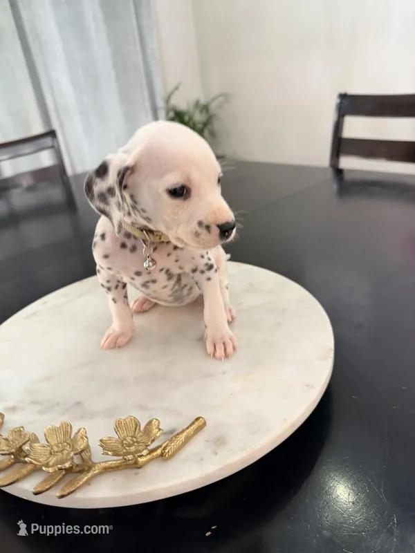 Cinderella(White) – Dalmatian puppy for sale in Queen Creek, AZ