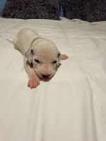 Cinderella(White), a female Dalmatian for sale in Queen Creek, AZ – Photo 2 of 6