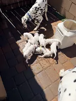 Cinderella(White), a female Dalmatian for sale in Queen Creek, AZ – Photo 5 of 6