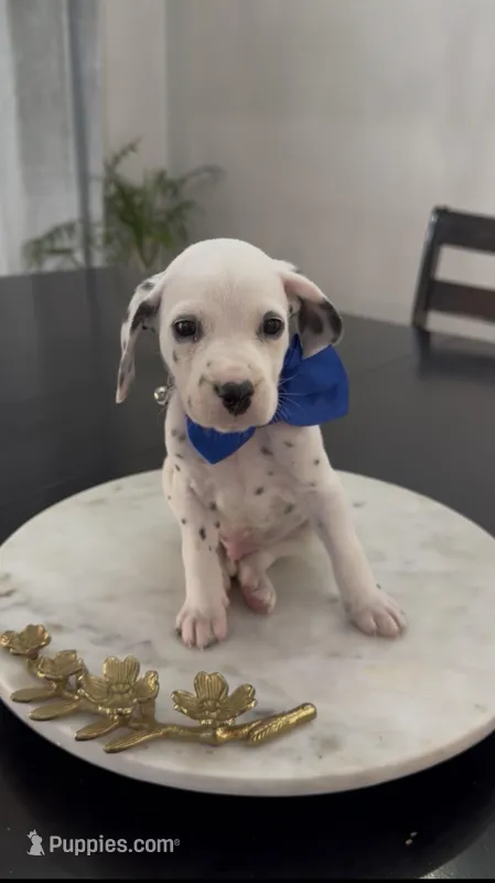Beast(Blue Collar) – Dalmatian puppy for sale in Queen Creek, AZ