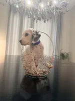 Beast(Blue Collar), a male Dalmatian for sale in Queen Creek, AZ – Photo 3 of 4