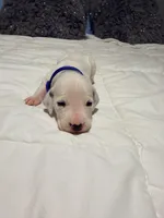 Beast(Blue Collar), a male Dalmatian for sale in Queen Creek, AZ – Photo 2 of 4