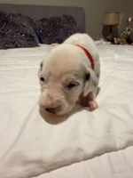 Snow White(Red Collar), a female Dalmatian for sale in Queen Creek, AZ – Photo 3 of 7