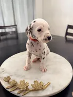 Snow White(Red Collar), a female Dalmatian for sale in Queen Creek, AZ – Photo 2 of 7