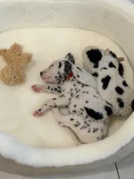 Snow White(Red Collar), a female Dalmatian for sale in Queen Creek, AZ – Photo 5 of 7