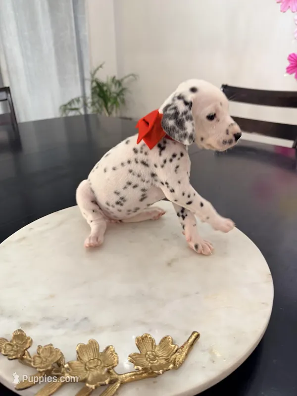 Snow White(Red Collar) – Dalmatian puppy for sale in Queen Creek, AZ