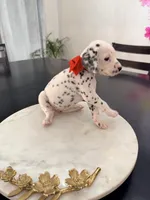 Snow White(Red Collar), a female Dalmatian for sale in Queen Creek, AZ – Photo 1 of 7