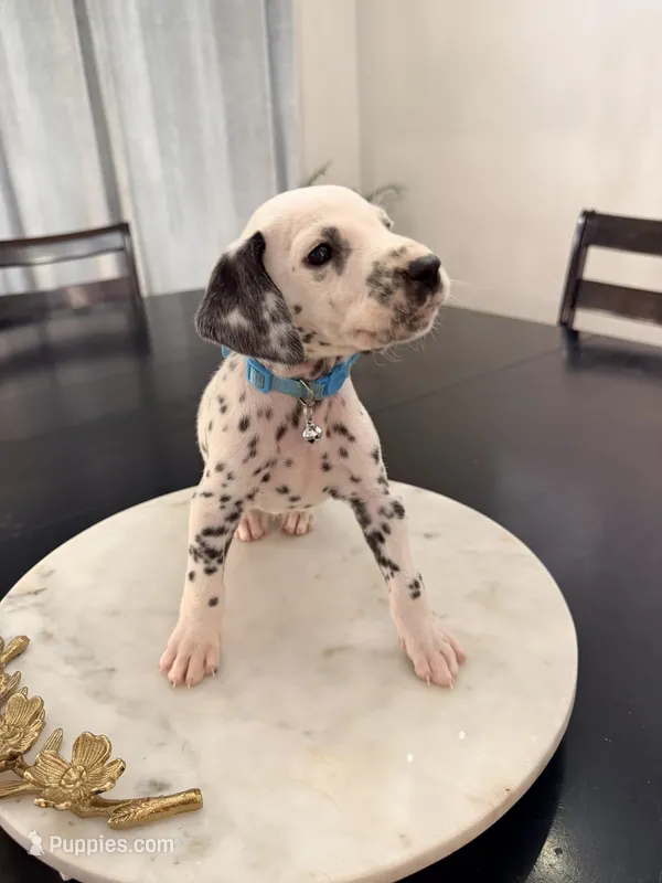 Dopey(Light Blue Collar) – Dalmatian puppy for sale in Queen Creek, AZ