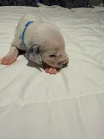 Dopey(Light Blue Collar), a male Dalmatian for sale in Queen Creek, AZ – Photo 3 of 4