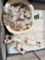 Dopey(Light Blue Collar), a male Dalmatian for sale in Queen Creek, AZ – Photo 4 of 4