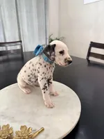 Dopey(Light Blue Collar), a male Dalmatian for sale in Queen Creek, AZ – Photo 2 of 4