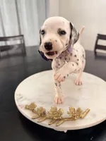 Jasmin(Purple Collar), a female Dalmatian for sale in Queen Creek, AZ – Photo 1 of 4