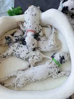 Jasmin(Purple Collar), a female Dalmatian for sale in Queen Creek, AZ – Photo 4 of 4