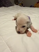 Jasmin(Purple Collar), a female Dalmatian for sale in Queen Creek, AZ – Photo 3 of 4