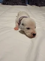 Jasmin(Purple Collar), a female Dalmatian for sale in Queen Creek, AZ – Photo 2 of 4