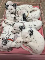 Aladdin(Green Collar), a male Dalmatian for sale in Queen Creek, AZ – Photo 7 of 7