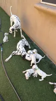 Aladdin(Green Collar), a male Dalmatian for sale in Queen Creek, AZ – Photo 4 of 7