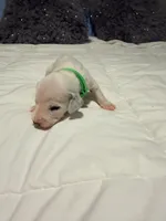 Aladdin(Green Collar), a male Dalmatian for sale in Queen Creek, AZ – Photo 3 of 7