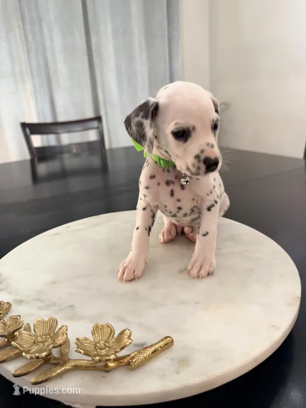 Aladdin(Green Collar) – Dalmatian puppy for sale in Queen Creek, AZ