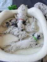 Aladdin(Green Collar), a male Dalmatian for sale in Queen Creek, AZ – Photo 5 of 7